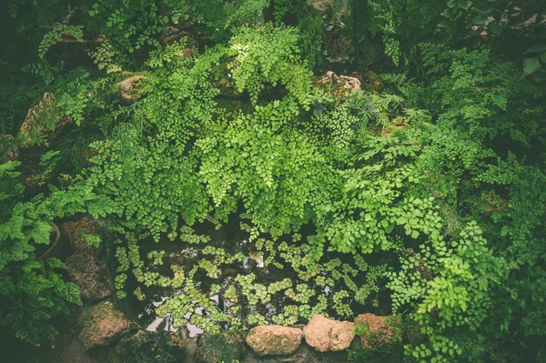 Teppich aus tropischen Pflanzen, Sommer Frühling Hintergrund, stilvoll — Stockfoto