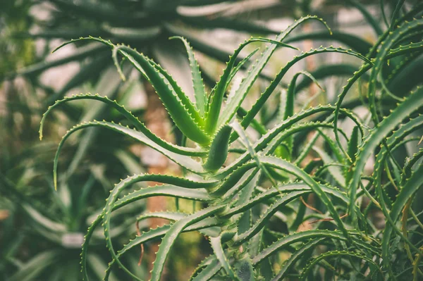 Grote groen groeien Aloë Vera patroon medicinale plant, botanische — Stockfoto