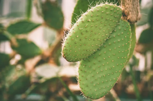 Granulés de cactus de grande taille, motif tropical exotique, espace pour — Photo