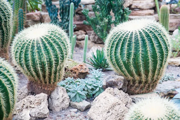 Cactus sphériques ronds énormes dans le jardin botanique, serre — Photo