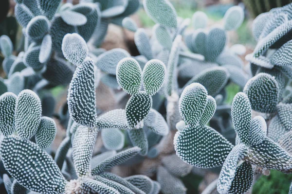 Fond de cactus exotique ton bleu, motif tropical — Photo