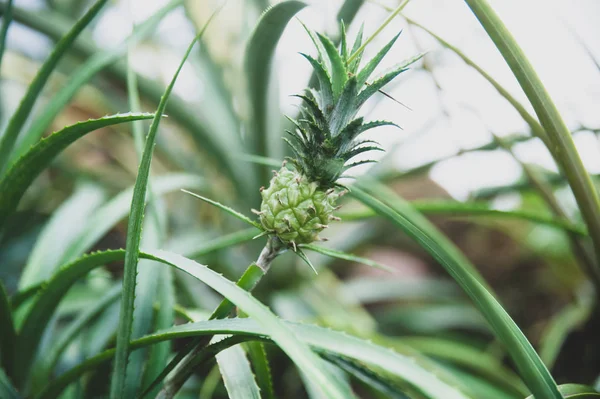 Kleine ananas groeien in natuurlijke omstandigheden — Stockfoto