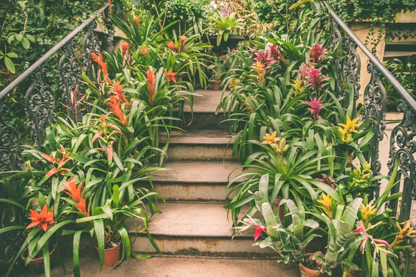Escadaria que conduz acima é forrada com potenciômetros com p tropical colorido — Fotografia de Stock