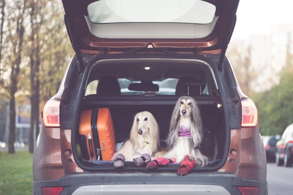 Two elegant Afghan hounds in the car, the concept of travel with animals, transportation of dogs. Dogs in the trunk of a car with suitcases and luggage
