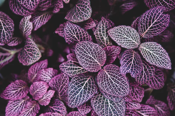 Tapete de plantas tropicais tom roxo, fundo primavera verão — Fotografia de Stock