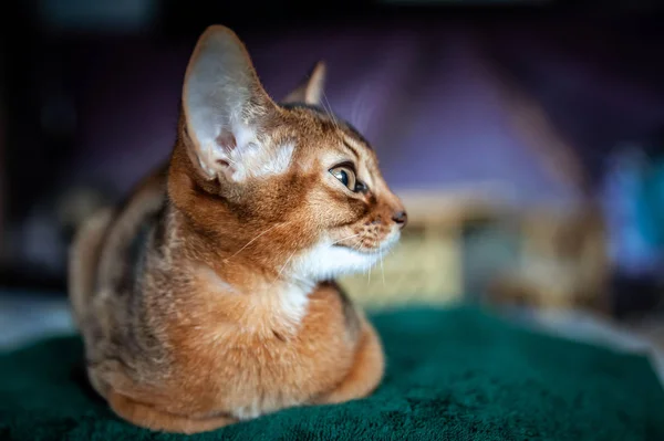 Kaunis Abessinian kissanpentu sijaitsee edessä näkymä lähikuva muotokuva — kuvapankkivalokuva