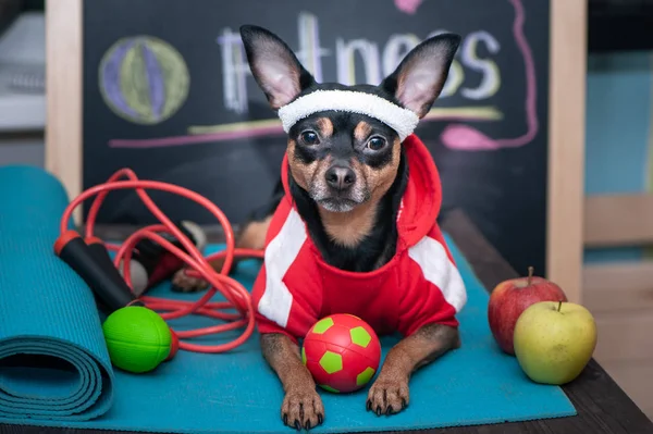 Köpek kişisel antrenör kavramı. Fitness ve sağlıklı yaşam tarzı fo