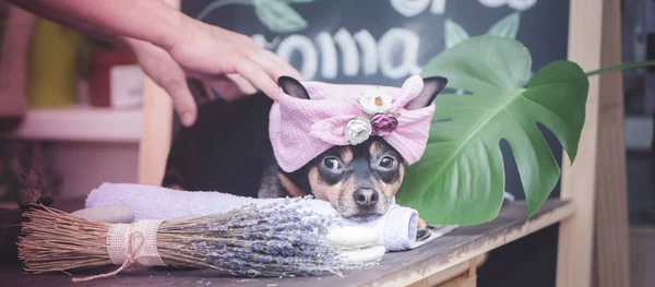 Massage and spa, a dog in a turban of a towel among the spa care