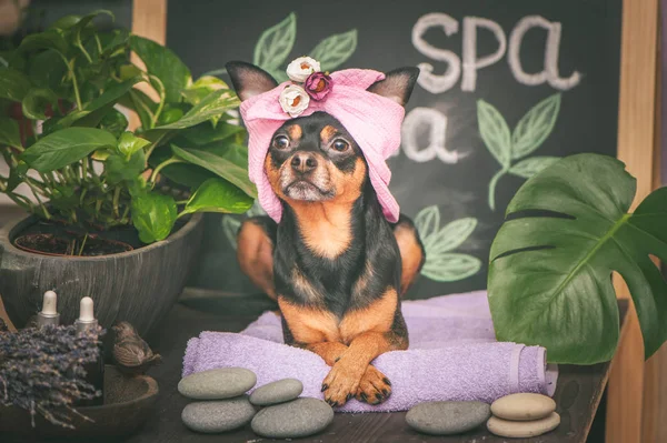 ��Cute pet relaxing in spa wellness . Dog in a turban of a towel
