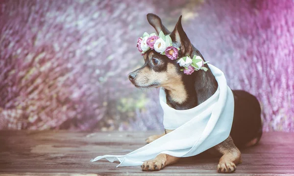 Filhote de cachorro engraçado em uma coroa de flores no fundo de uma lavena — Fotografia de Stock