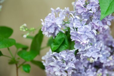 Hassas Lila çiçek çiçek, göstermek, Bahar arka plan