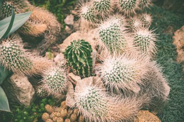 Egzotik kaktüs arka plan sarı ton tropikal desen