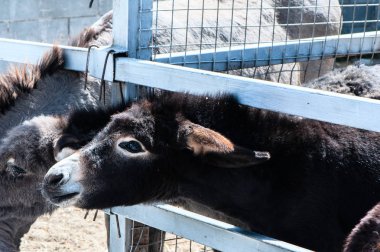 Tükenmez kalemle komik eşek
