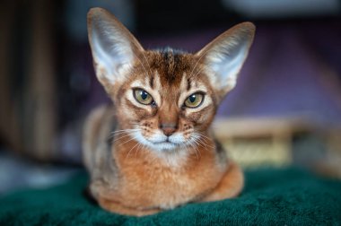 Yakın çekim portre sevimli Abyssinian Kitten ön görünüm yatıyor, ve 