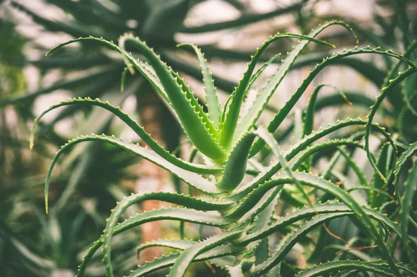 Grande plante médicinale verte à motif d'aloe vera, botanique — Photo