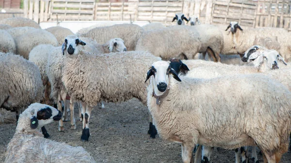 Troupeau de moutons en enclos, dans un village coloré — Photo
