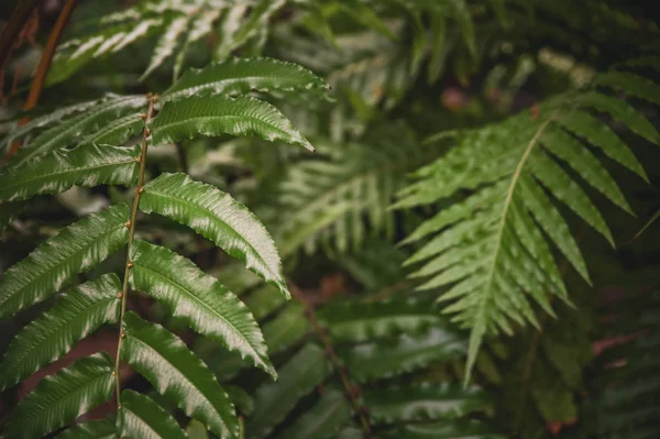 Groene bladeren van tropische varens planten, groene jungle zomer backg — Stockfoto