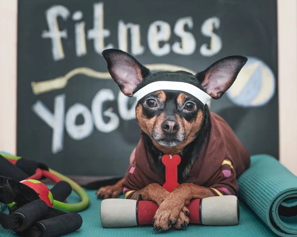 Köpek Fitness, spor ve yaşam tarzı kavramı. Sportif ve sağlıklı 