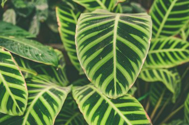 Arka plan güzel yapılandırılmış tropikal yaprak, şık e tonda