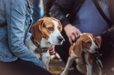 Beautiful Beagle at the Dog Show at the hands of the owner clipart