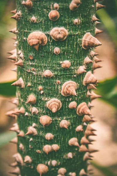 Tronc d'arbre tropical aux épines, plante exotique — Photo