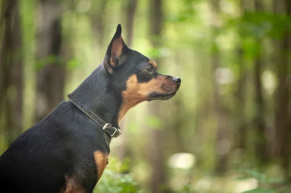 Köpek, ormanda korkunç. Bir kayıp, aç köpek kavramı — Stok fotoğraf