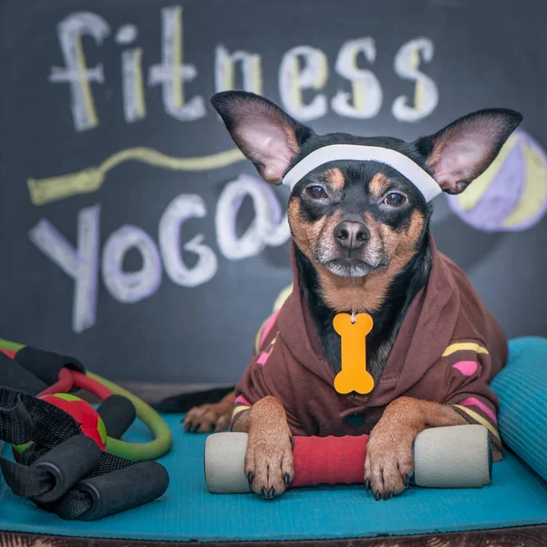 Dog personal trainer  concept . Fitness and healthy lifestyle fo