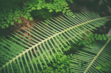 Tropikal yaprakların egzotik yeşil arka plan, 