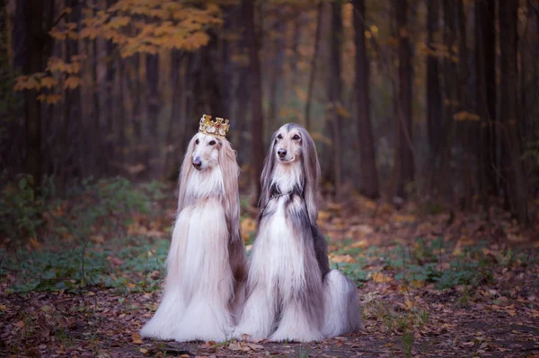 Köpek taç, afghan hounds, doğal bir arka plan üzerinde Kraliyet giysileri içinde. Köpek lord, Prens, köpek güç Tema