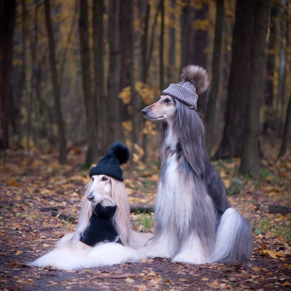 Honden Twee Grappige Zeer Schattige Afghaanse Honden Hoeden Sjaals Achtergrond — Stockfoto