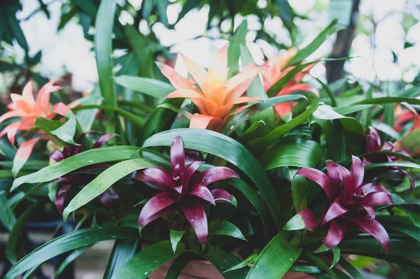 Fundo de folhas e flores tropicais coloridas, patte exótico — Fotografia de Stock