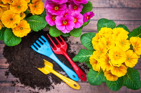 Concept Spring planting , harmony and beauty. Flowers Primula pi — Stock Photo, Image