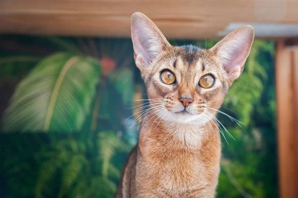 Очень красивая абиссинская кошка, котенок на фоне джунглей — стоковое фото