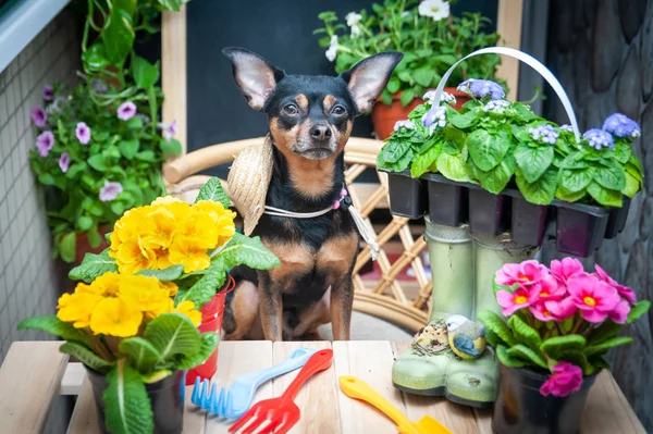 Dog Helper, animal entouré de fleurs et d'outils de jardin, l'imag — Photo