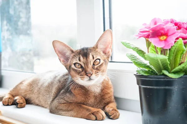 Abessinialainen kissa ikkunalaudalla, katsellen kameraa — kuvapankkivalokuva