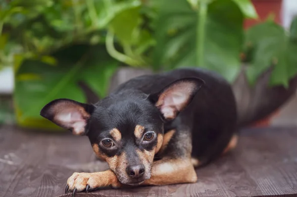 Dog, puppy sad. Studio portrait. Russian Toy Terrier — Stock Photo, Image