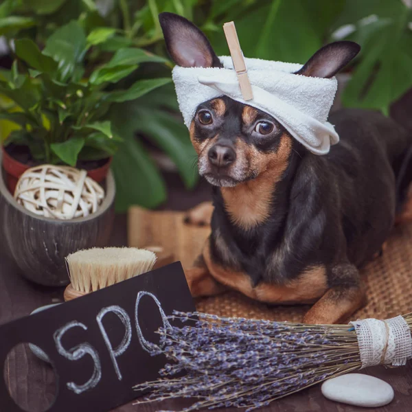 Dog spa , Cute pet  relaxing in spa wellness , Funny concept