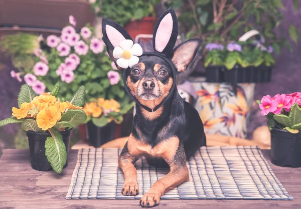 Theme of Easter and spring, the Dog in the costume of the Easter — Stock Photo, Image