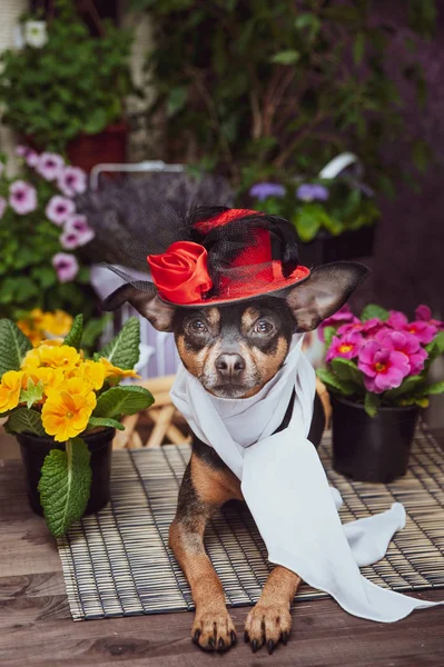 一只打扮成豪华神仙的狗，戴着帽子和围巾 — 图库照片