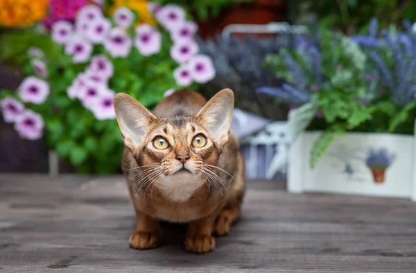 Muito bonito gato abissínio, gatinho — Fotografia de Stock