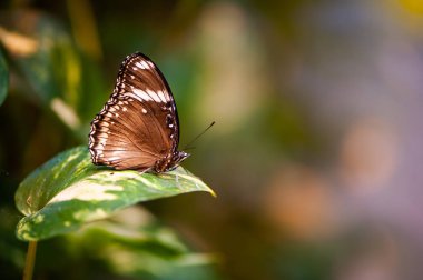 Yeşil bir doğal sırt üstü yeşillik yakın çekim güzel kelebek