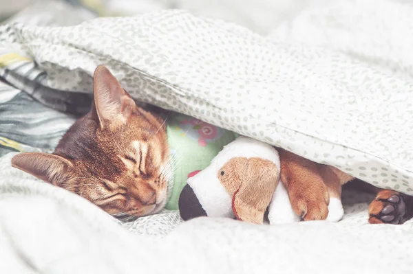 Abissínio Gato em roupas de cama doente, dormindo abraçando um brinquedo unde — Fotografia de Stock