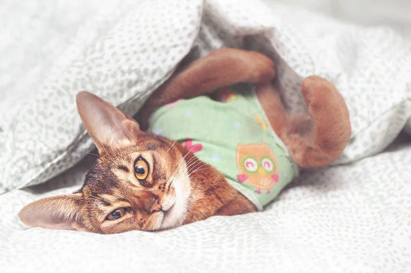 Gato abissínio em um cobertor depois que a esterilização na cama está doente , — Fotografia de Stock