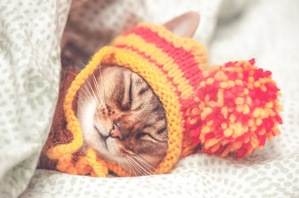 Retrato de um gato dormindo em um chapéu, o animal está dormindo, sic — Fotografia de Stock