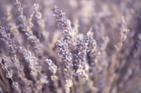 Delicate floral background close-up, lavender flowers toned phot