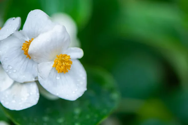 Flores brancas begônias macro, flores decorativas primavera-verão — Fotografia de Stock