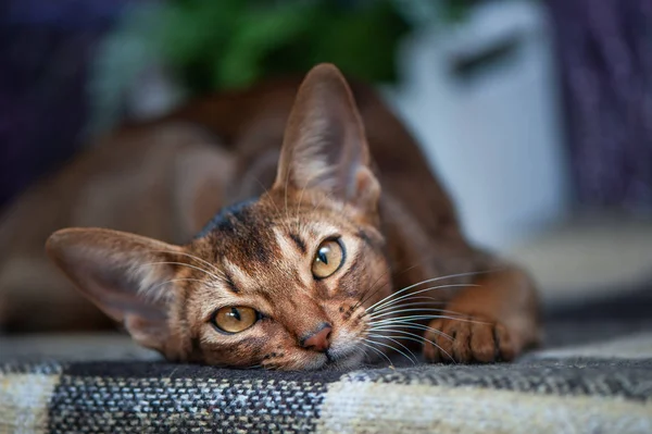 Çok güzel Abyssinian kedi, bir lav arka planda kedi yavrusu
