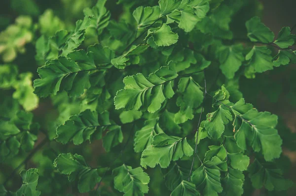 Tapijt van tropische planten varens, zomer lente achtergrond, Styli — Stockfoto