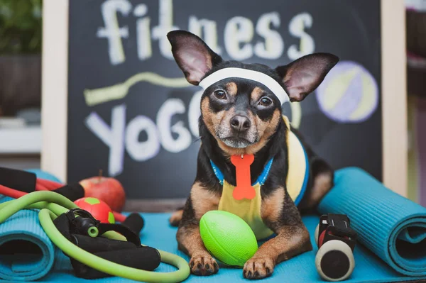 Evcil hayvan yogası. Köpek zindeliği. Fitness ve evcil hayvan için sağlıklı yaşam tarzı.  