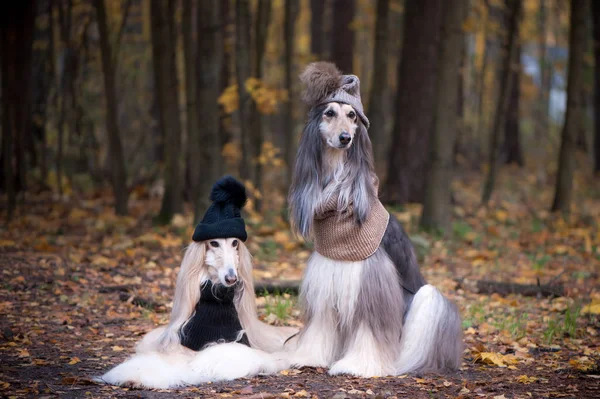 Dogs Two Funny Very Cute Afghan Hounds Hats Scarves Background — Stock Photo, Image